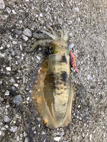 アオリイカの釣果