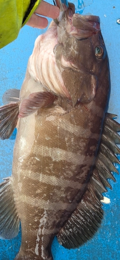 マハタの釣果