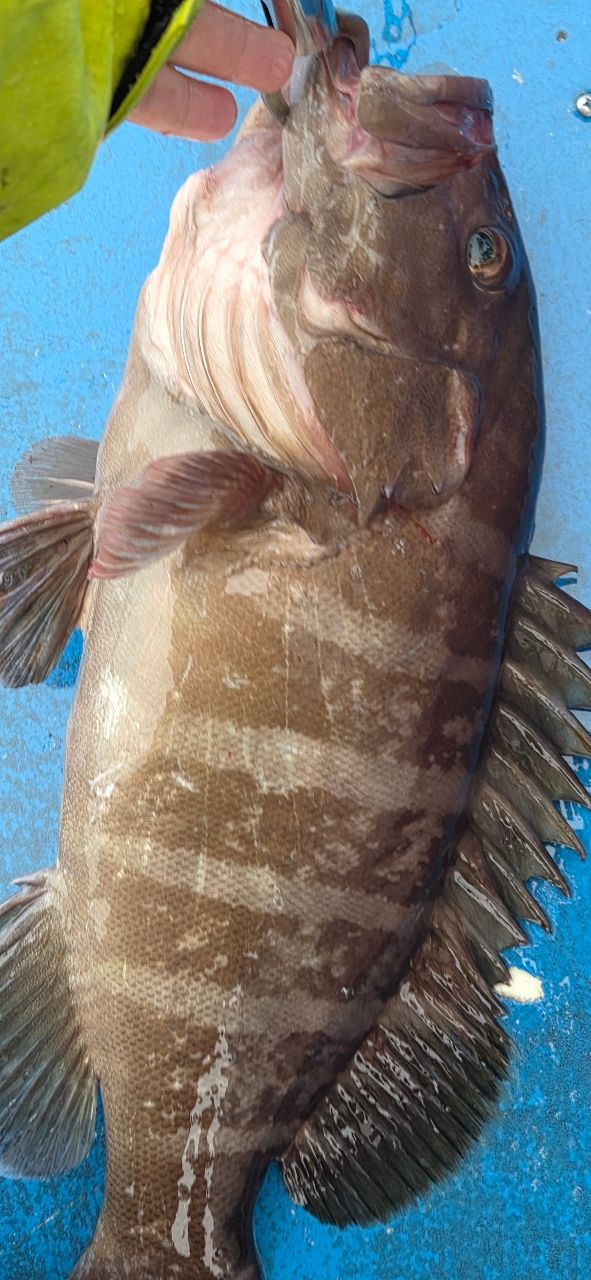 のりちょさんの釣果 1枚目の画像