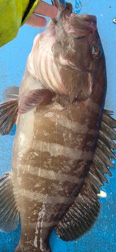 マハタの釣果