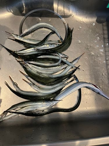サヨリの釣果