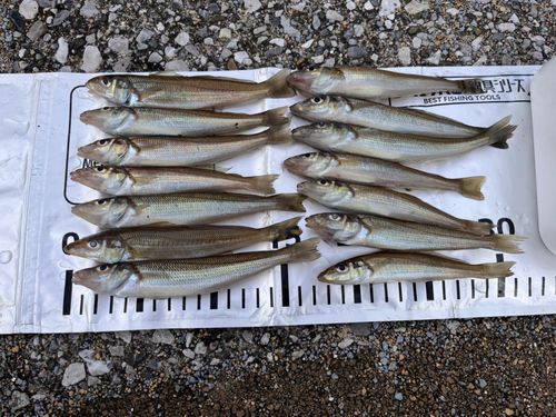 シロギスの釣果