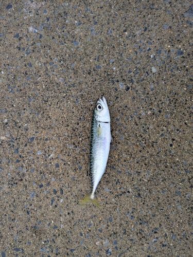 サバの釣果