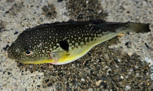 クサフグの釣果