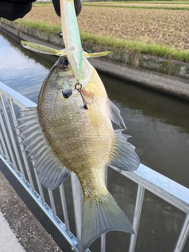ブルーギルの釣果