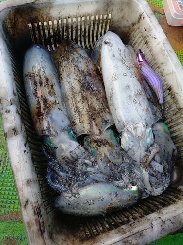 アオリイカの釣果