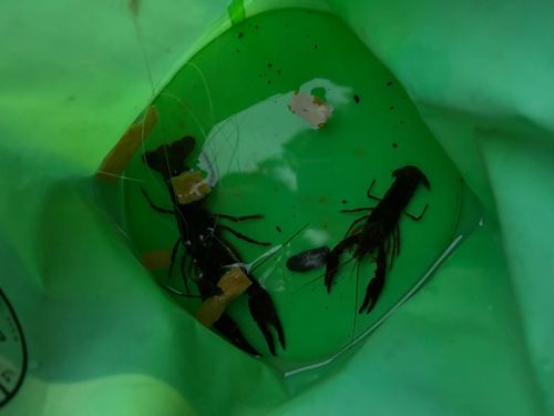 アメリカザリガニの釣果