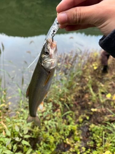 ウグイの釣果