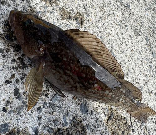 アイナメの釣果