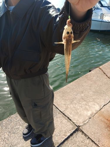 マハゼの釣果