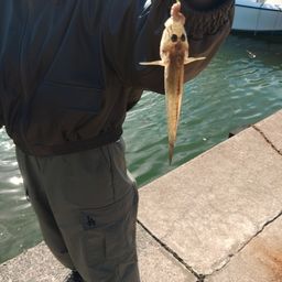 マハゼ