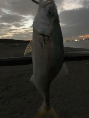 ワカシの釣果