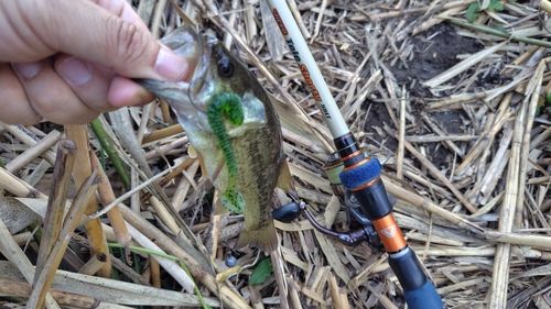 ラージマウスバスの釣果