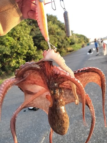 タコの釣果