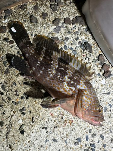 アコウの釣果