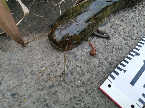 ナマズの釣果