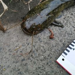 ナマズ