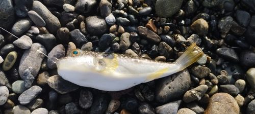 クサフグの釣果