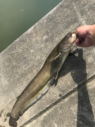 ナマズの釣果