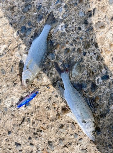 セイゴ（マルスズキ）の釣果