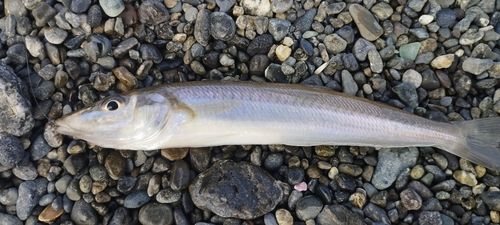 シロギスの釣果