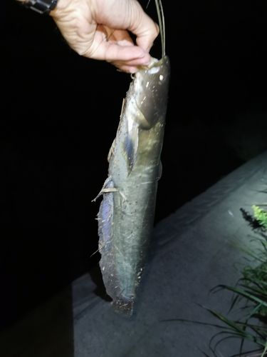 ナマズの釣果