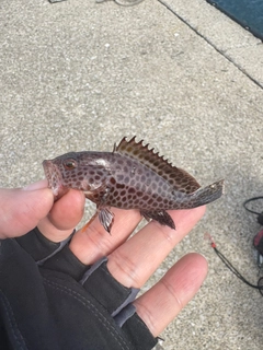オオモンハタの釣果