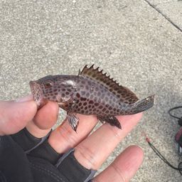 オオモンハタ