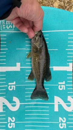 スモールマウスバスの釣果