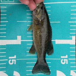 スモールマウスバス