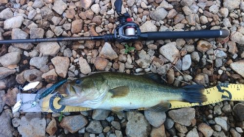 ラージマウスバスの釣果