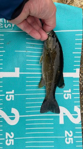 スモールマウスバスの釣果