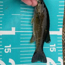 スモールマウスバス