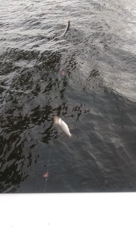 サッパの釣果