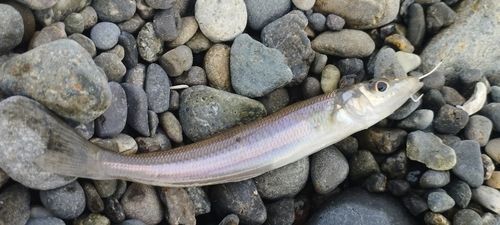 シロギスの釣果