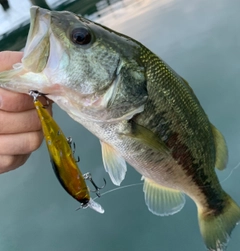 ラージマウスバスの釣果