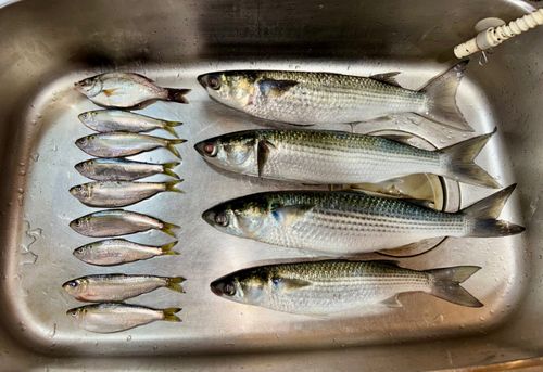 ボラの釣果