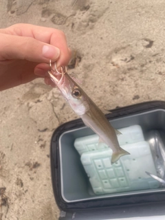 カマスの釣果