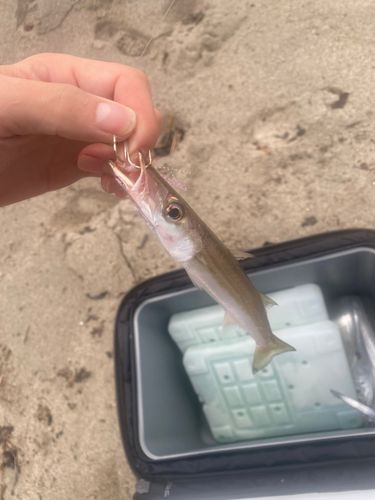 カマスの釣果