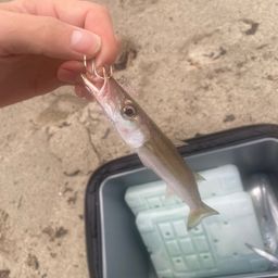 カマス