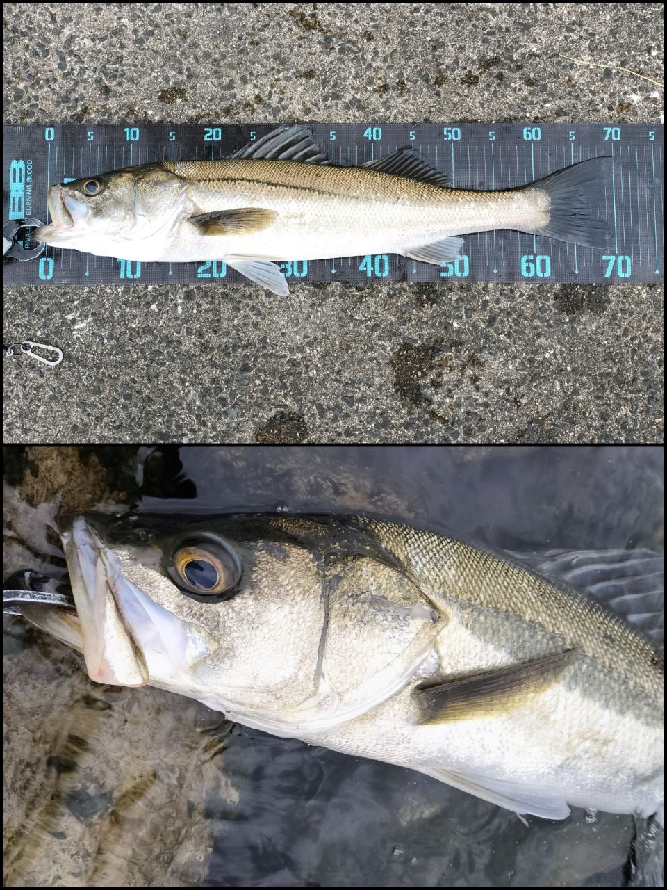 Megabass 空海 CK-92MLSの最安値・インプレ・釣果 | 本音の