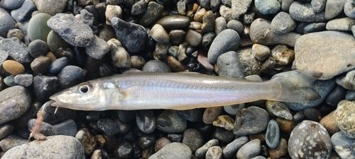シロギスの釣果