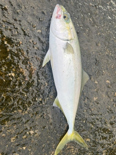 ワカシの釣果