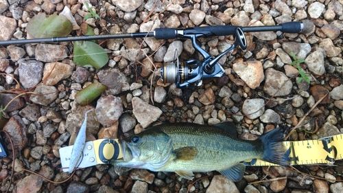 ラージマウスバスの釣果