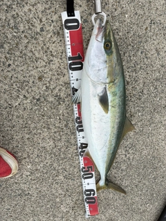 メジロの釣果