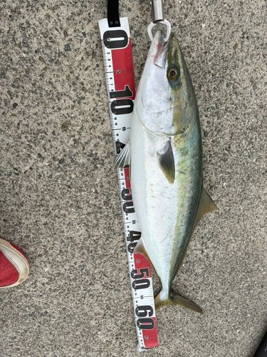 メジロの釣果