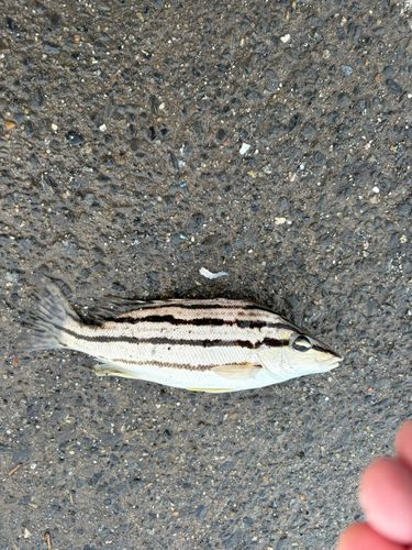 シマイサキの釣果
