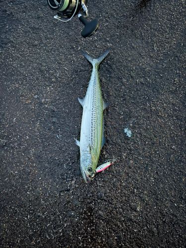 サゴシの釣果