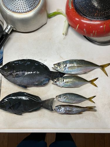 グレの釣果