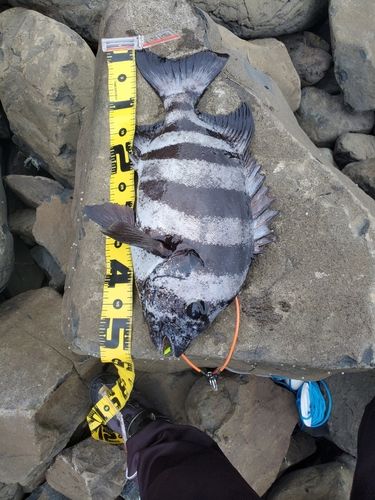 タイの釣果